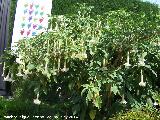 Trompeta del Juicio - Brugmansia arborea. Crdoba