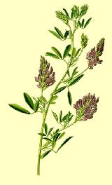 Alfalfa - Medicago sativa. 