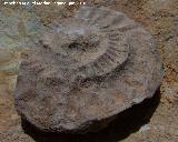 Ammonites Ochetoceras - Ochetoceras canaliculatum. Arroyo Padilla - Jan