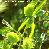 Caracolillo - Medicago orbicularis. Navas de San Juan