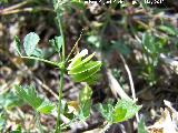 Caracolillo - Medicago orbicularis. Canjorro-Jan