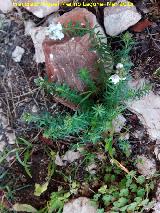 Conejitos - Linaria lilacina. Cueva de los Herreros - Jan