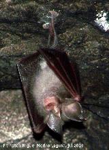 Murcilago pequeo de herradura - Rhinolophus hipposideros. Cueva Secreta - Jan