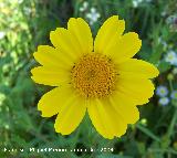 Corona de rey - Chrysanthemum segetum. Arquillos