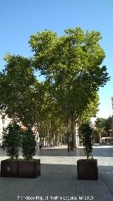 Gran Va Alfonso X El Sabio. 