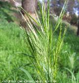 Galfiz - Bromus diandrus. Navas de San Juan