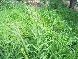 Galfiz - Bromus diandrus. Navas de San Juan