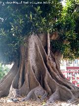 Ficus de Santo Domingo. Tronco