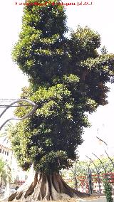 Ficus de Santo Domingo