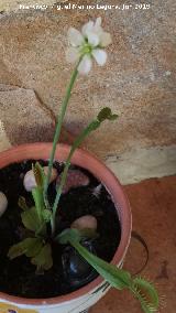 Atrapamoscas - Dionaea muscipula. Los Villares
