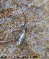 Araa Tetragnatha - Tetragnatha extensa. Los Villares