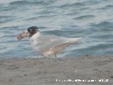 Pjaro Gaviota Cabecinegra - Ichthyaetus melanocephalus. Santa Pola