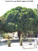 Higuera herrumbrosa - Ficus rubiginosa. Sueca