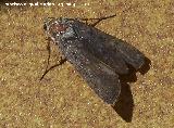 Polilla Ochropacha duplaris - Ochropacha duplaris. Los Villares