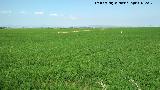 Arroz - Oryza sativa. La Albufera - Valencia