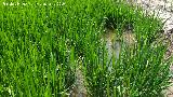 Arroz - Oryza sativa. La Albufera - Valencia