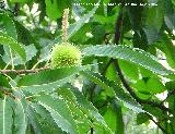 Castao - Castanea sativa. Cazorla