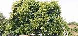 Casta�o - Castanea sativa. Casta�o en flor. El Centenillo - Ba�os de la Encina