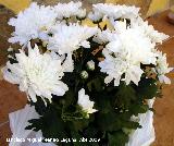 Crisantemo - Chrysanthemum morifolium. Los Villares