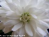 Crisantemo - Chrysanthemum morifolium. Los Villares