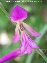 Gladiolo campestre - Gladiolus illyricus. Tajo de las Palomas - Mocln