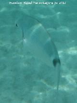 Pez Oblada - Oblada Melanura. Isla de Tabarca - Alicante