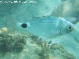 Pez Oblada - Oblada Melanura. Isla de Tabarca - Alicante