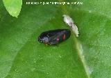 Cigarra espumosa - Cercopis intermedia. Cerro Veleta - Jan