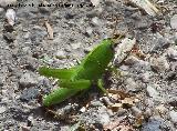 Saltamontes verde - Omocestus viridulus. Ninfa - Las Chorreras - Valdepeas de Jan