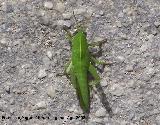 Saltamontes verde - Omocestus viridulus. Ninfa - Las Chorreras - Valdepeas de Jan