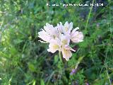 Ajo de culebra - Allium roseum. Los Caones. Los Villares