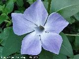 Hierba doncella - Vinca major. Flor. Paraje Los Escaloncillos - Rus