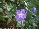 Hierba doncella - Vinca major. Cruz de la Chimba - Jan