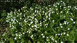 Hierba doncella - Vinca major. Don Pedro - Quesada