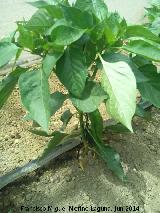 Pimiento - Capsicum annuum. Castillo de Locubn