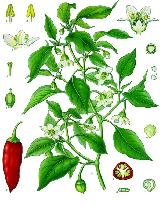 Pimiento - Capsicum annuum. 