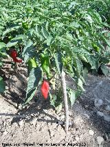 Pimiento - Capsicum annuum. Sorbas