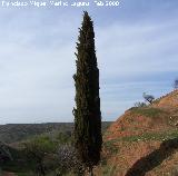 Ciprs piramidal - Cupressus sempervirens pyramidalis. Navas de San Juan