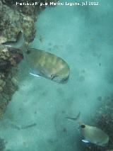 Pez Raspalln - Diplodus annularis. Isla de Tabarca - Alicante