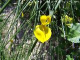 Retama de flor - Spartium junceum. Los Caones. Los Villares