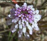 Iberis nazarita - Iberis nazarita. Los Caones. Jan