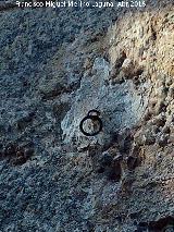 La Mota. Muralla del Arrabal Viejo. Argolla en el lienzo entre la Puerta Herrera y la Torre del Alhor