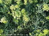 Hinojo marino - Crithmum maritimum. Toyo - Retamar