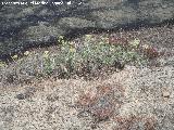 Hinojo marino - Crithmum maritimum. Isla de Tabarca - Alicante