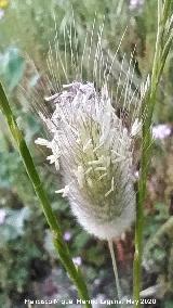Cola de conejo - Lagurus ovatus. La Veleta - Los Villares