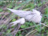 Cola de conejo - Lagurus ovatus. Cerro Veleta. Jan