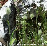 Cola de conejo - Lagurus ovatus. Pitillos. Valdepeas