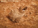 Pjaro Golondrina durica - Hirundo daurica. Nido en las Casas Cuevas Las Chinas - Cabra de Santo Cristo