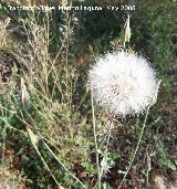 Barba de cabra - Tragopogon porrifolius. Bergao. Navas de San Juan