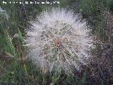 Barba de cabra - Tragopogon porrifolius. Bergao. Navas de San Juan